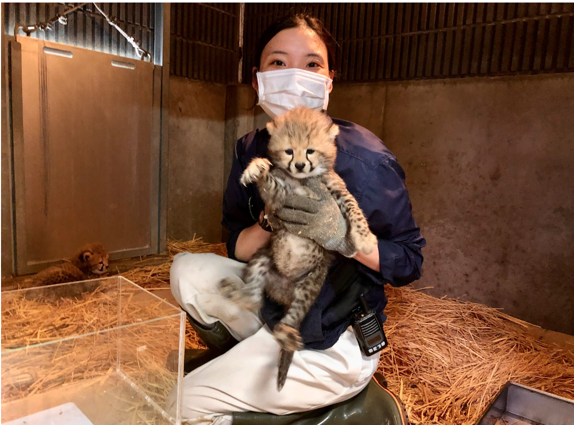 動物園 の 飼育 員